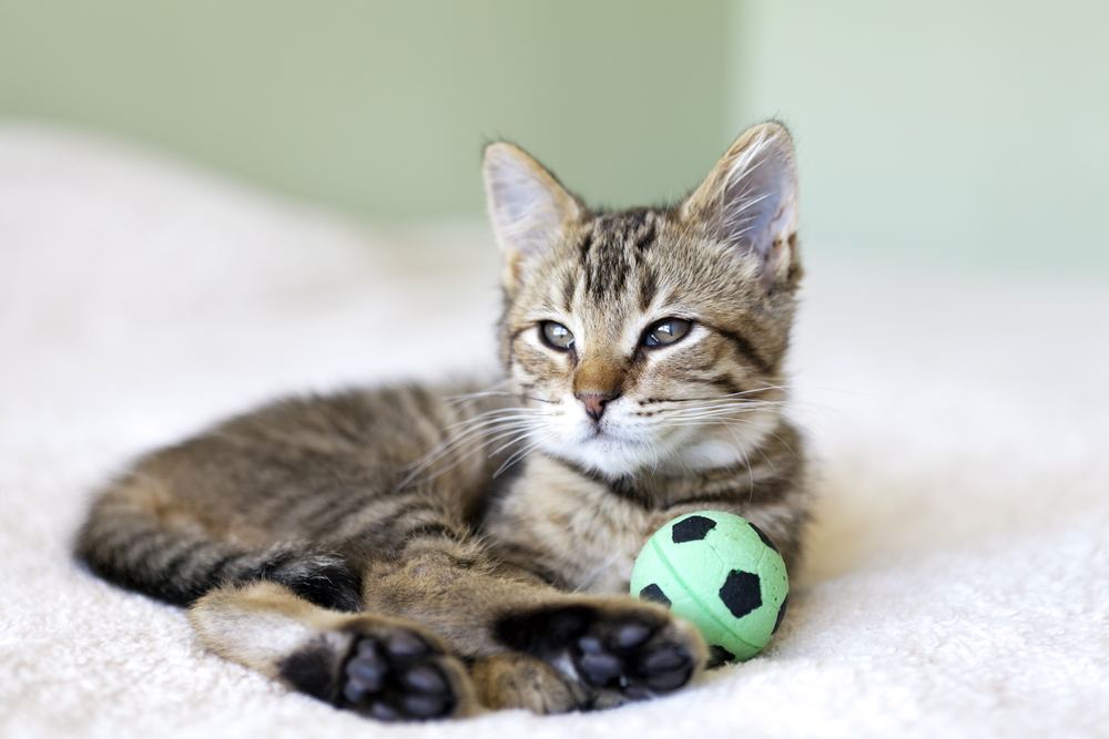 Katze Fußball